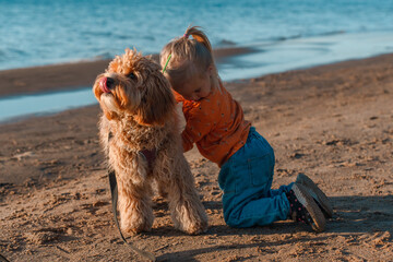 A curly-haired brown Labradoodle or Cavapoo dog with a little child girl are best friends by the sea at sunset.
