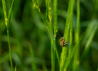 a small bee sitting in a green grass