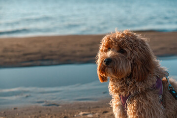 A curly-haired brown Labradoodle or Cavapoo dog at the outdoor seaside on the sand at sunset. The breed of the dog is a cross between a poodle.