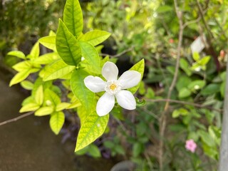 White Angel flower are blooming in the garden.