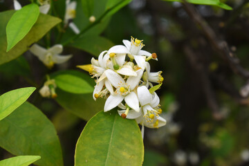 Fototapeta premium Blossoming orange tree flowers, orange blossoms, Spring harvest, closeup of Orange tree branches with flowers and leaves, buds and leaves, white little flower closeup, Chakwal, Punjab, Pakistan