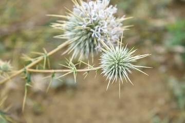 Echinops sphaerocephalus, Echinops sphaerocephalus known as Great Globe Thistle or Pale Globe Thistle, A summer plant in the wild in a meadow, Wild flower with thorns and spines bloomed