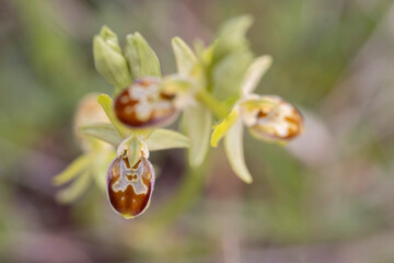Close-up shots of Ophrys sphegodes, the early spider orchid, showcasing its unique shape and vibrant colors in natural settings. Perfect for botanical, scientific, or artistic visual projects.