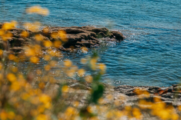Sea waves at a rocky coast with wildflowers in bloom on a meadow