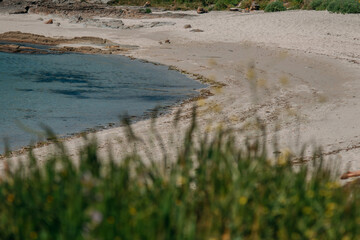 white sand beach and turquoise sea among wildflowers