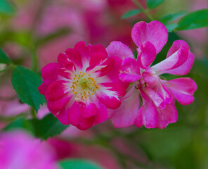 Beautiful close-up of a small pink rose