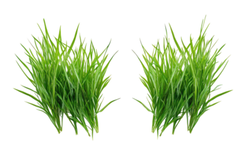 Lush green grass tufts (1)