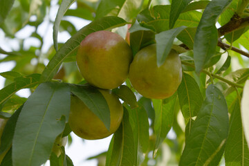 Fresh young unripe nectarine fruits on a tree branch with leaves closeup, A bunch of unripe...