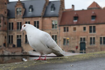 pigeon on the wall