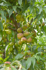 Fresh young unripe nectarine fruits on a tree branch with leaves closeup, A bunch of unripe nectarine on a branch, beautiful delicious fruit nectarine on the tree, nectarine fruits growing on a tree