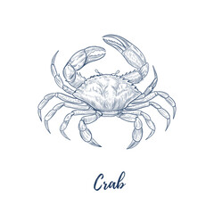 Vector crab line art illustration, graphic line mollusk. sea food. Engraving. Ingredient. Great for menu designs, Ideal for menus, food branding, packaging and summer designs