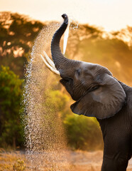 elephant in the water