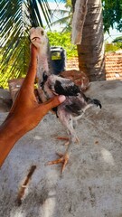 A hand gently holds a young, developing fowl, showcasing its distinct features including sparse...