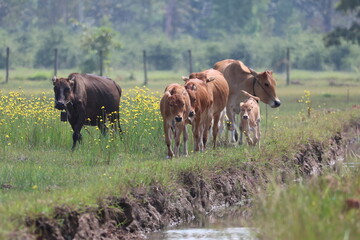 Grazing domestic cattle in a green summer pasture