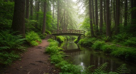 Serene Forest Bridge A Misty Woodland Path