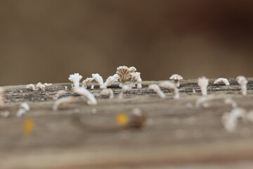 tiny mushroom on the old wood