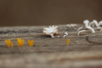 tiny mushroom on the old wood