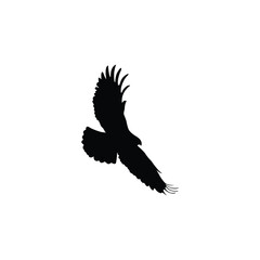 eagle vector illustration