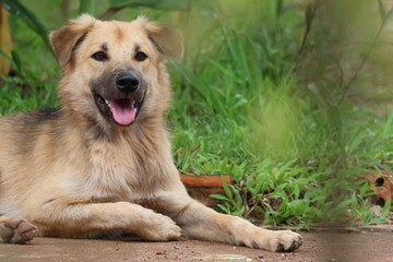 Two playful puppies and their mother dog lie on the grass, a cute canine trio in nature, reminiscent of young wild animals
