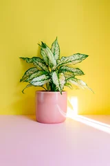 Fototapete Toilette Plant in bright sunlight in a pink pot stands on a yellow and pink delicate background. A sunbeam in the background.  © alka4ka