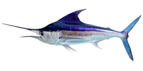 Striped Marlin A Majestic Ocean Predator - Stunning Image