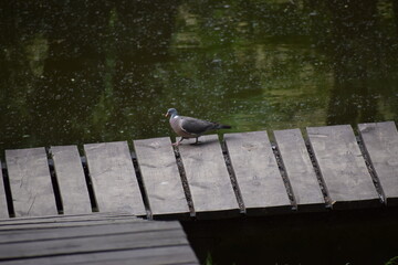 pigeon on a wooden bench