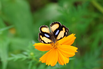 A beautiful painted lady butterfly with colorful wings rests on a vibrant flower in a summer garden