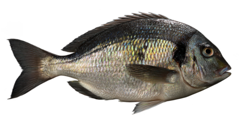 Close-up of a Gilthead Seabream Detailed Image of a Fish