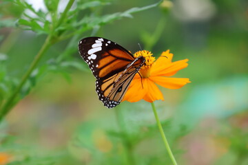 A beautiful painted lady butterfly with colorful wings rests on a vibrant flower in a summer garden