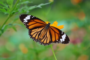 A beautiful painted lady butterfly with colorful wings rests on a vibrant flower in a summer garden