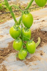 Matas de tomate en etapa de crecimiento en parcelas de Huehuetenango, Guatemala

