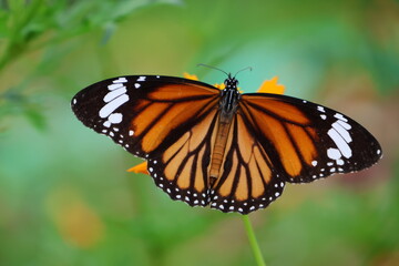 A beautiful painted lady butterfly with colorful wings rests on a vibrant flower in a summer garden