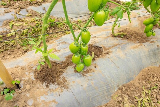 Matas de tomate en etapa de crecimiento en parcelas de Huehuetenango, Guatemala

