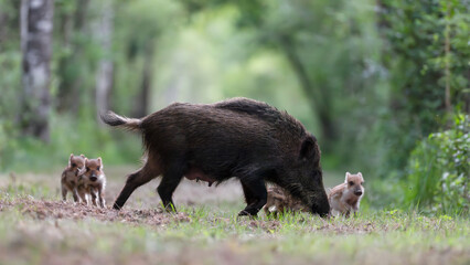 Female Wild boar 