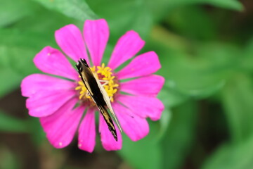 A beautiful painted lady butterfly with colorful wings rests on a vibrant flower in a summer garden
