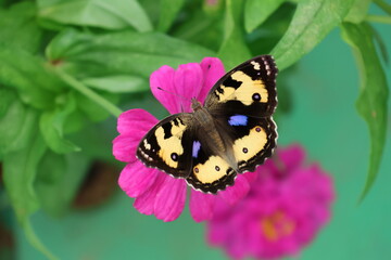 A beautiful painted lady butterfly with colorful wings rests on a vibrant flower in a summer garden