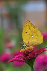 A beautiful painted lady butterfly with colorful wings rests on a vibrant flower in a summer garden