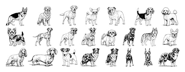 dog breeds hand drawn vector set