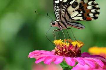 A beautiful painted lady butterfly with colorful wings rests on a vibrant flower in a summer garden