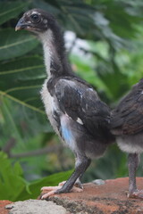 A young, partially feathered chick, primarily dark with hints of white and blue plumage, stands alert, showcasing its developing form and curious nature in a natural outdoor setting.