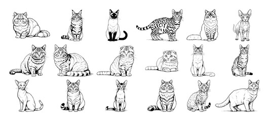 cat breeds hand drawn vector collection © Kaz