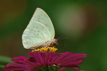A beautiful painted lady butterfly with colorful wings rests on a vibrant flower in a summer garden