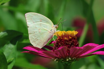 A beautiful painted lady butterfly with colorful wings rests on a vibrant flower in a summer garden
