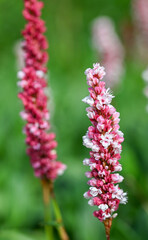 Beautiful close-up of persicaria bistorta