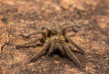 A beautiful Highveld Baboon Spider (Harpactira hamiltoni), also known as Hamilton’s Starburst Baboon Spider, found in a rocky grassland in KwaZulu-Natal, South Africa
