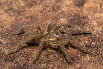 A beautiful Highveld Baboon Spider (Harpactira hamiltoni), also known as Hamilton’s Starburst Baboon Spider, found in a rocky grassland in KwaZulu-Natal, South Africa