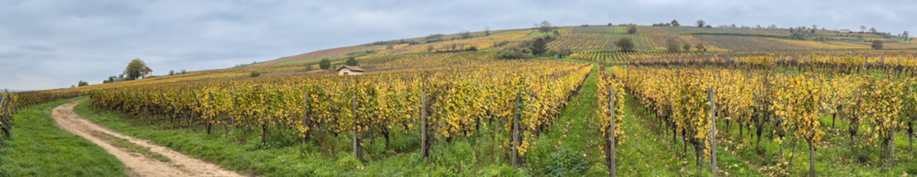 Rouffach vineyards