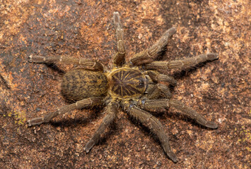 A beautiful Highveld Baboon Spider (Harpactira hamiltoni), also known as Hamilton’s Starburst Baboon Spider, found in a rocky grassland in KwaZulu-Natal, South Africa