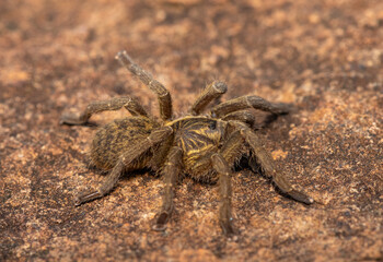 A beautiful Highveld Baboon Spider (Harpactira hamiltoni), also known as Hamilton’s Starburst Baboon Spider, found in a rocky grassland in KwaZulu-Natal, South Africa