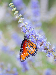 butterfly on flower